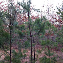 Pitch pine