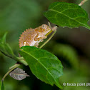 Small chameleon