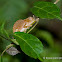 Small chameleon