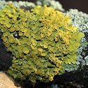Yellow  lichen