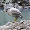 Mangrove (Striated) Heron