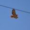 red tailed hawk