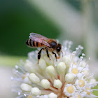 Western Honey Bee