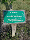 White Oak