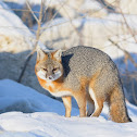 Gray Fox