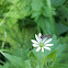 Lesser stitchwort