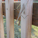 praying mantis