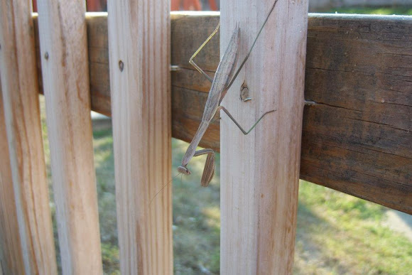 Spotting Image 1