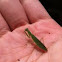 Praying mantis 