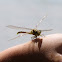 Gomphidae
