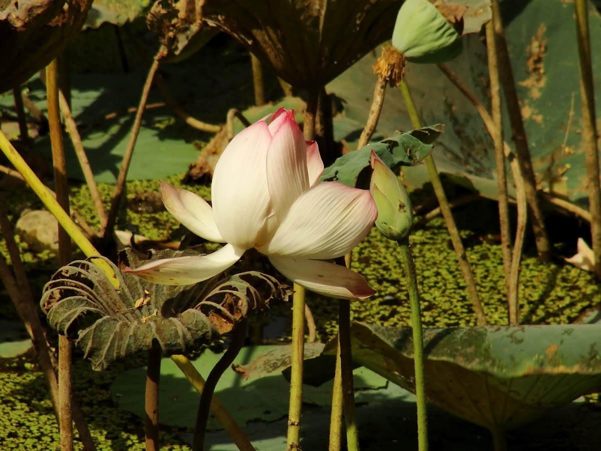 कमल Lotus