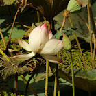 कमल Lotus