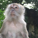 Crab-eating macaque