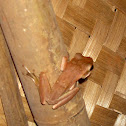 Common Indian Tree Frog