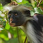 Red colobus