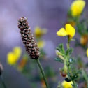 flor seca