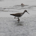 greater yellowlegs