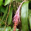 Bromeliad