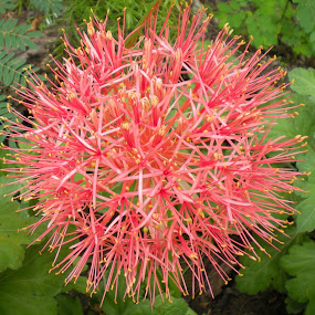 Belíssima by Anderson Soares - Landscape & Nature Flowers & Plants