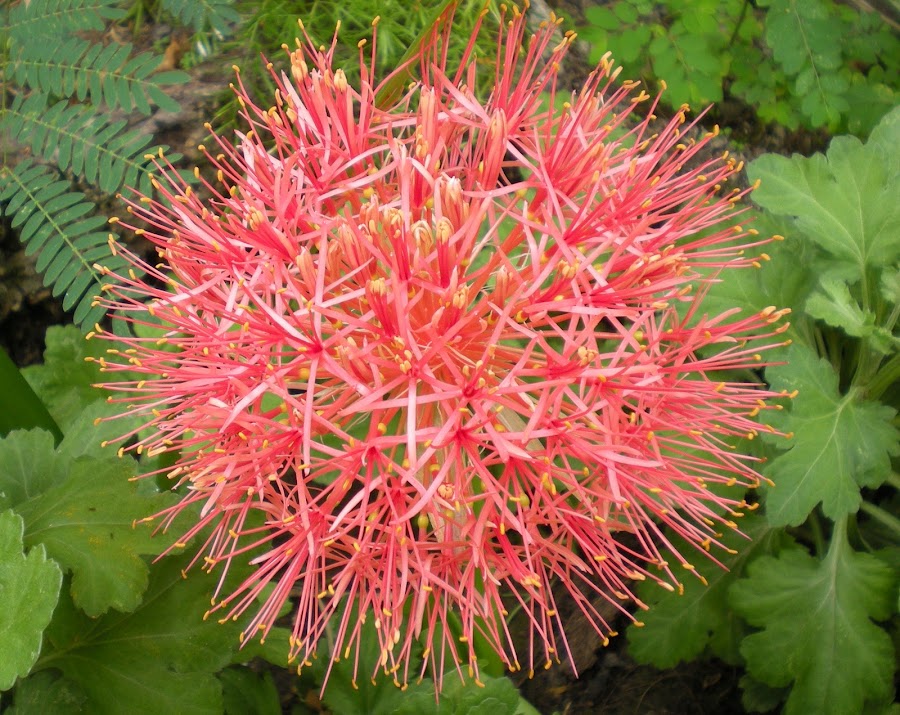 Belíssima by Anderson Soares - Landscape & Nature Flowers & Plants
