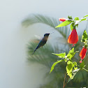 Hummingbird