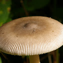 Grisette
