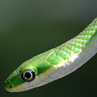 Rough Green Snake