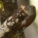 Trepador Cabecirrayada