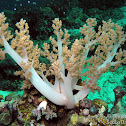 Smooth Tree Coral