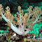 Smooth Tree Coral