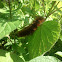 caterpillar