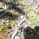 Moss