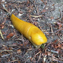 Banana Slug