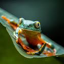 Rana Cruziohyla