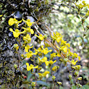 Yellow Orchid