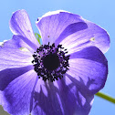 Blue Anemone