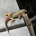 Cuban Brown Anole