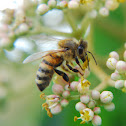 Honey Bee