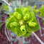 Myrtle spurge, Donkey tail