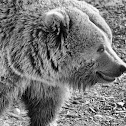 Brown Bear