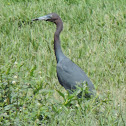 Little Blue Heron