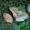 Lactarius deliciosus