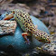 Blunt Nosed Leopard Lizard