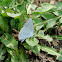 Gossamer-winged Butterfly