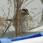 White throated sparrow