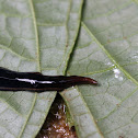 land planarian