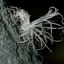 Pterodictya reticularis