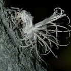 Pterodictya reticularis