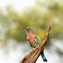 Indian Roller