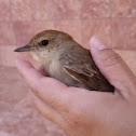 Common nightingale